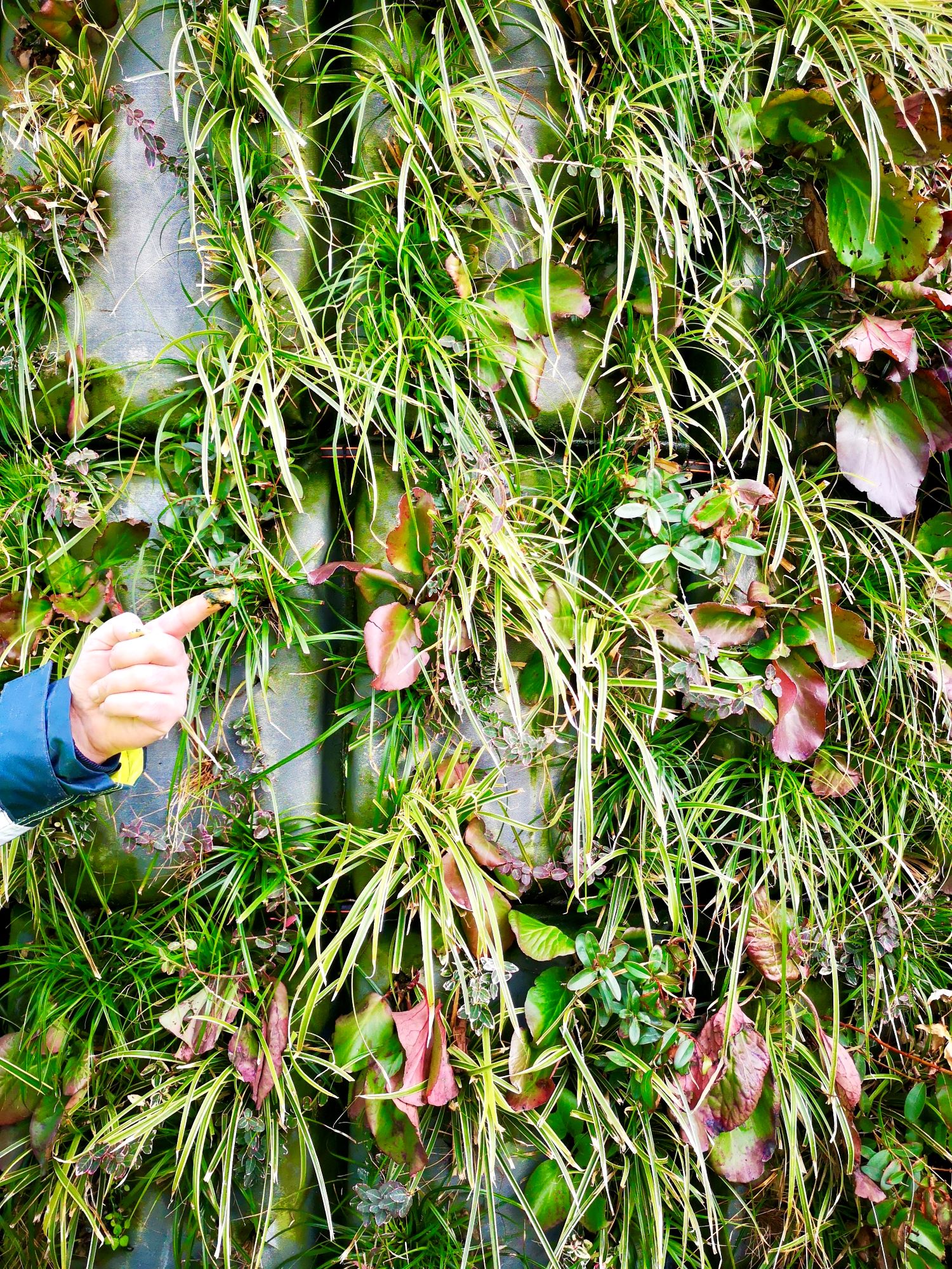 Facade Greening on High-Rise Buildings - SKYLINE ATLAS